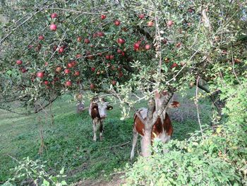 Horses on field