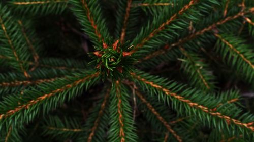 Close-up of leaves on tree