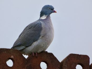 Low angle view of pigeon perching on roof against sky