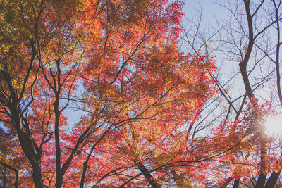 Low angle view of trees against sky