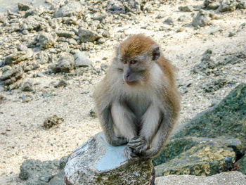 Monkey on rock