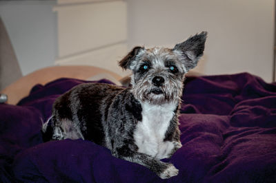 Portrait of dog relaxing on bed at home