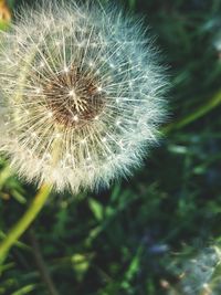 Close-up of dandelion against blurred background