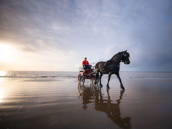 Man riding horse-cart at beach