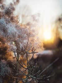 Close-up of snow on field against sky during sunset