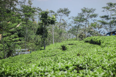 Scenic view of forest against sky