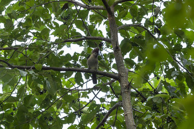 Low angle view of bird perching on tree