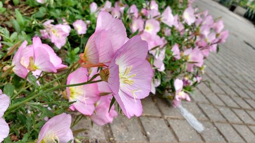 Close-up of pink flowers blooming outdoors
