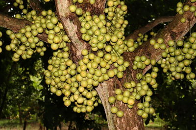 Close-up of grapes growing in vineyard