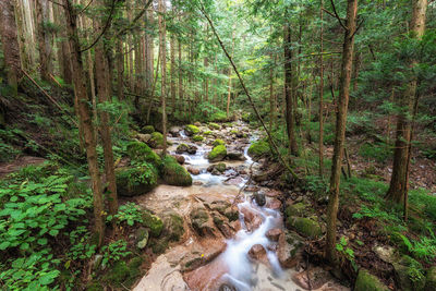 Trees in forest