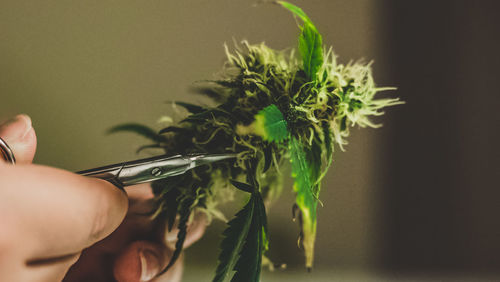 Cropped image of person holding cannabis plant at home
