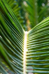 Close-up of palm tree leaves