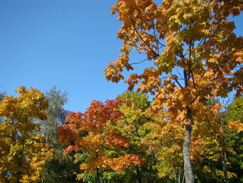 Low angle view of autumnal trees against sky