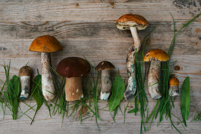 Close-up of mushrooms on table