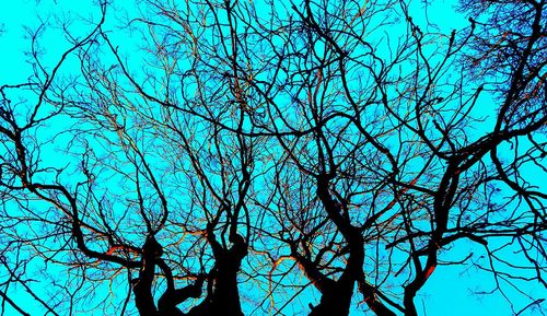 Low angle view of bare trees against blue sky