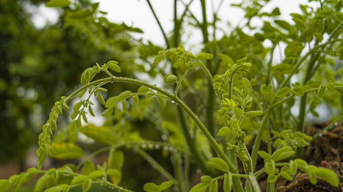 Close-up of fresh green plant