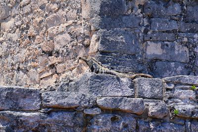 wall