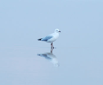 Seagull perching on a water