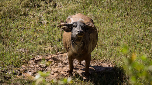 Portrait of a horse on field