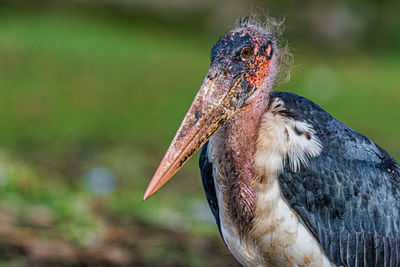 Close-up of a bird