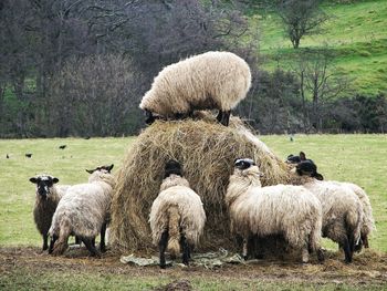 Sheep grazing on grassy field