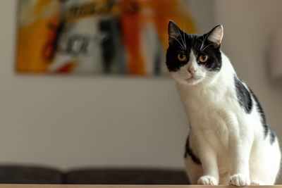 Close-up of a cat looking away