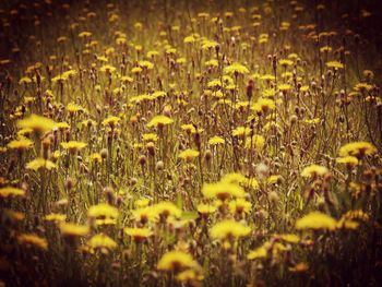 Yellow flowering plants on field