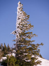 Low angle view of tree against sky during winter