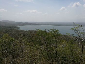 Scenic view of forest against sky