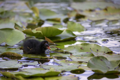 Duck swimming in a lake