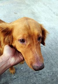 Close-up of hand holding dog