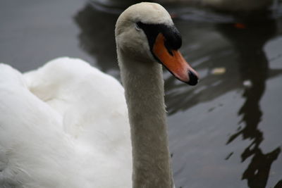 Close-up of swan swimming on lake