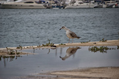 Seagull perching on a sea