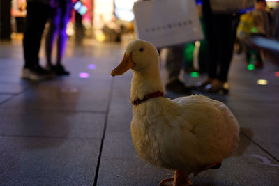 Close-up of duck