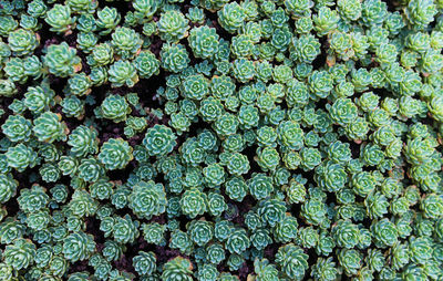 Close-up of leaves