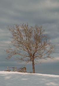 Bare tree on snow covered land against sky