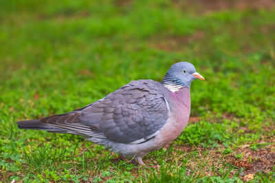 Close-up of pigeon perching on a field