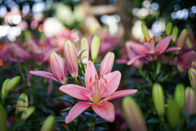 Close-up of pink flowering plants