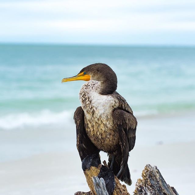 sea, animals in the wild, bird, animal themes, one animal, water, wildlife, horizon over water, rock - object, focus on foreground, nature, beauty in nature, perching, seagull, tranquility, sky, tranquil scene, side view, full length, outdoors