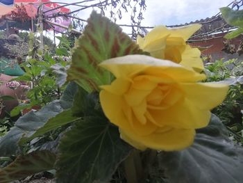 Close-up of yellow flowering plant