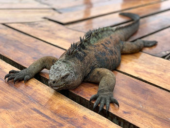 High angle view of sea iguana on wooden table