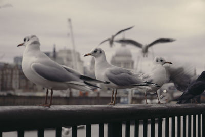 Seagulls perching on railing