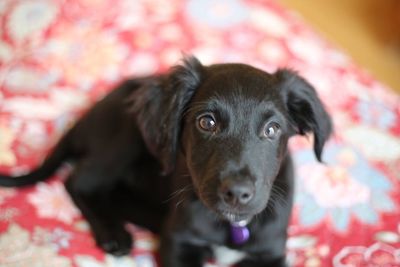 Portrait of black puppy
