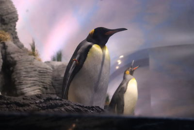 Close-up of penguins in zoo