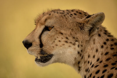 Close-up of female cheetah head and bokeh