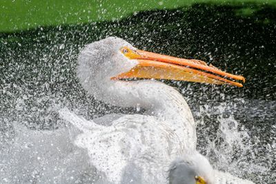 Water splashing in sea