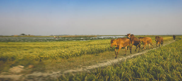 Horses in a field