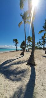Palm trees on beach against sky on sunny day