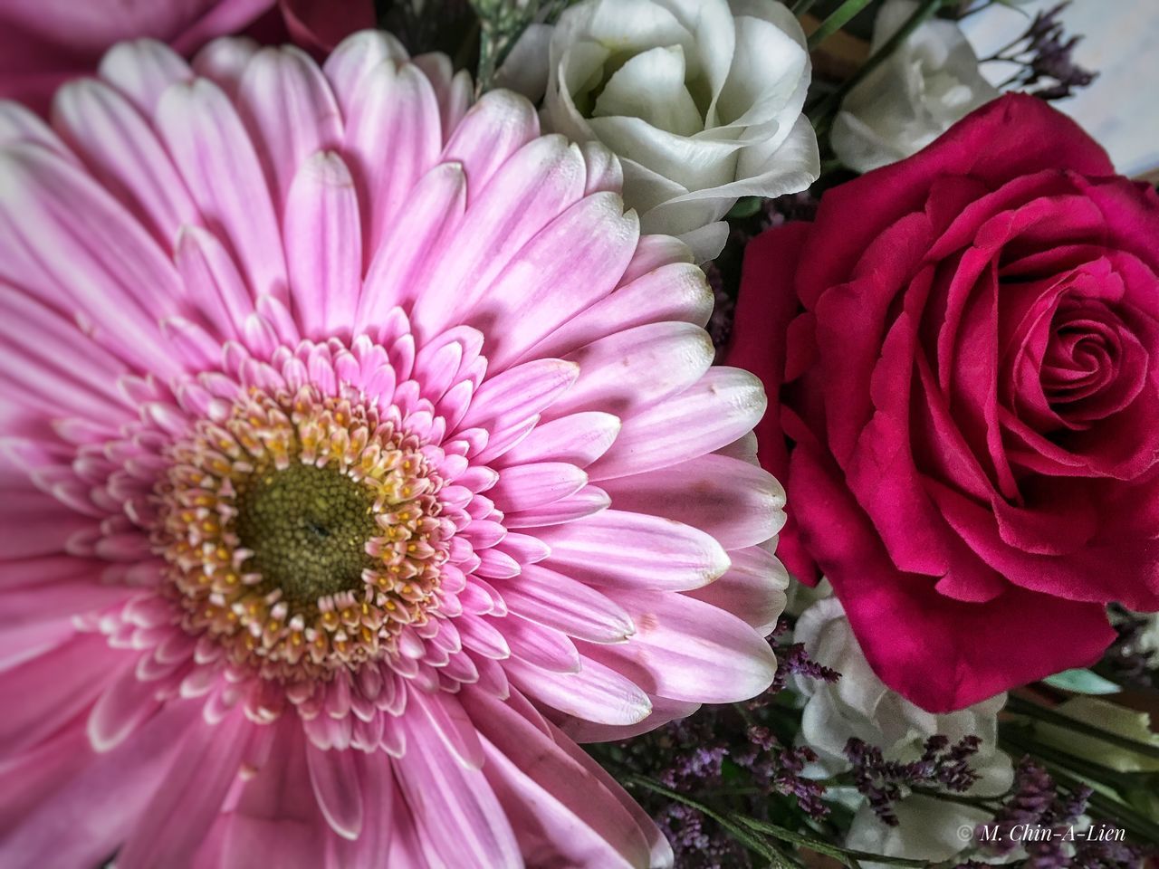 CLOSE-UP OF PINK ROSE