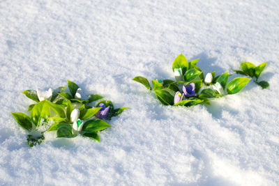 A snowy glade with white purple snowdrops made of handmade soap.